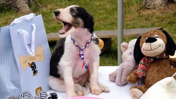 Stepuns I - Wurf 2020