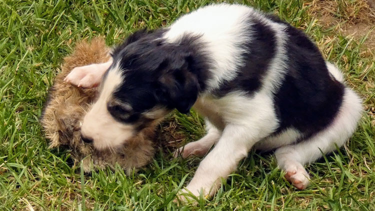 Stepuns I - Wurf 2020