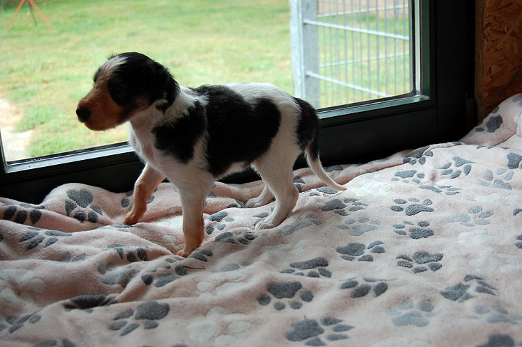 Stepuns I - Wurf 2020