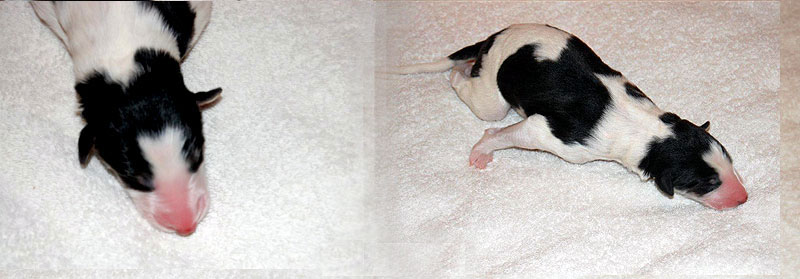 Stepuns I - Wurf 2020