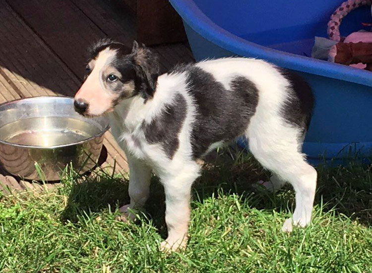 Stepuns I - Wurf 2020