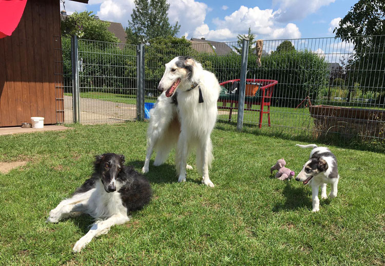 Stepuns I - Wurf 2020