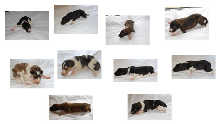 Stepuns J2 Wurf 2020