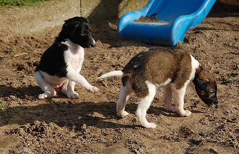 Stepuns J2 Wurf 2020