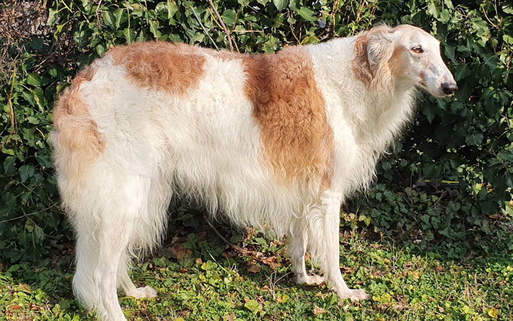 Stepuns I - Wurf 2020