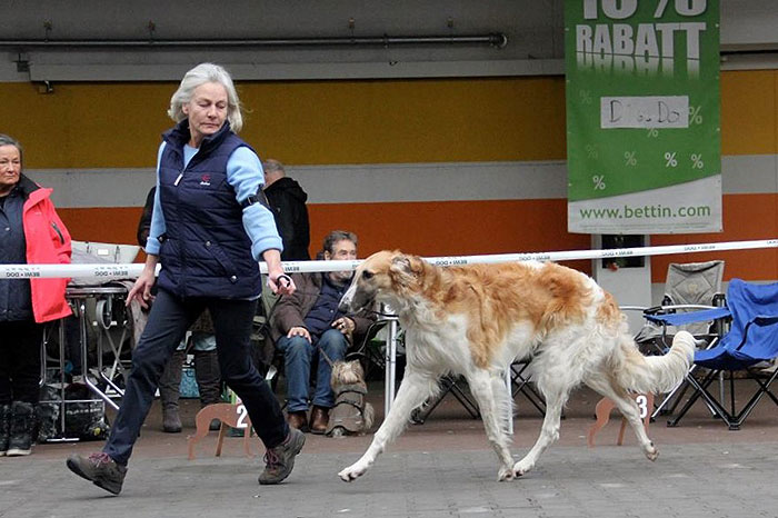 Stepun's Haribowitsch