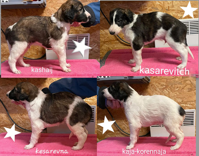 Stepuns Barsois 2022