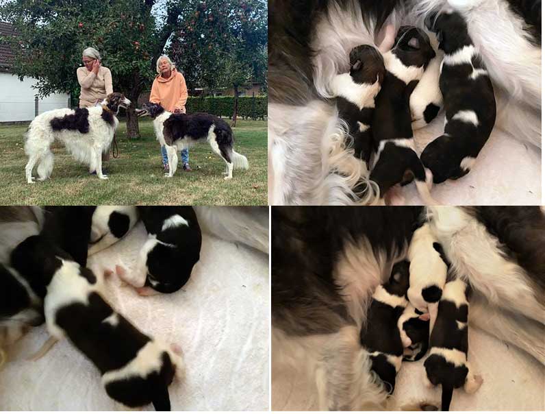 Stepuns K2 Wurf 2022