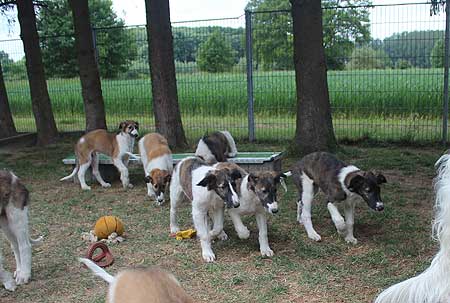 Stepuns F2-Wurf 8 Wochen alt