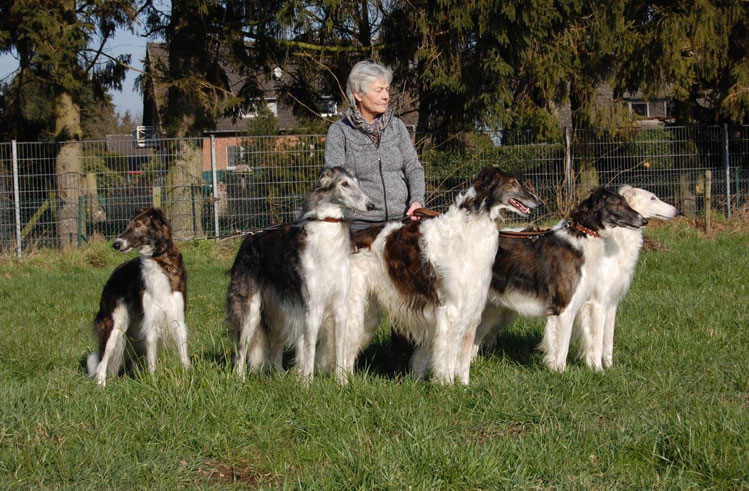 Stepuns Barsois 2018