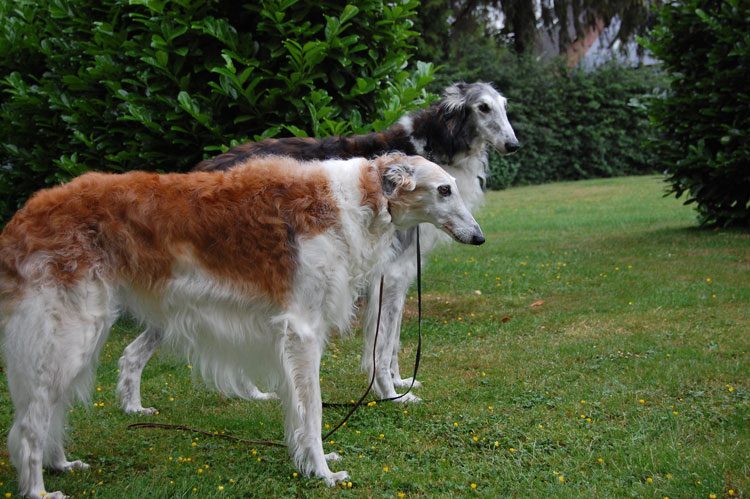 Stepuns I - Wurf 2020