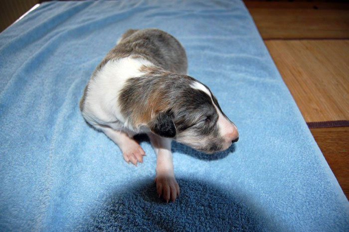 Stepuns Barsois 2015