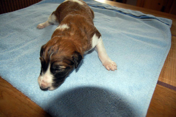 Stepuns Barsois 2015