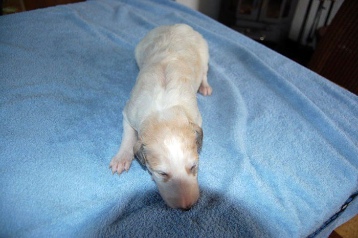 Stepuns Barsois 2015