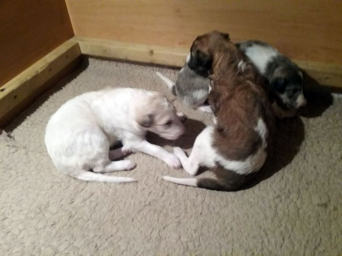 Stepuns Barsois 2015