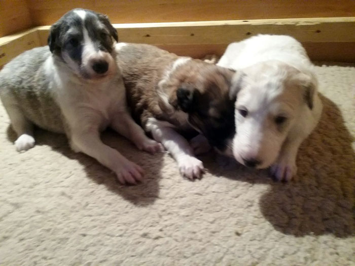 Stepuns Barsois 2015