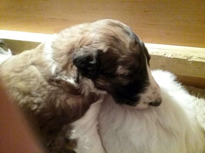 Stepuns Barsois 2015