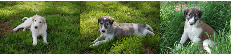 Stepuns Barsois 5 Wochen