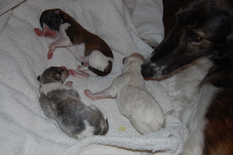 Stepuns Barsois 2018