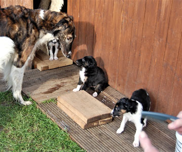 Stepuns J2 Wurf 2020