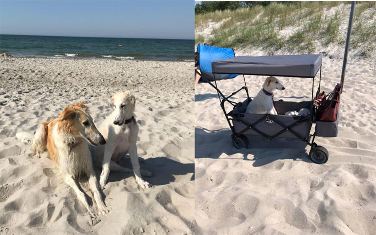 Stepuns Gamina und Rosa unterwegs