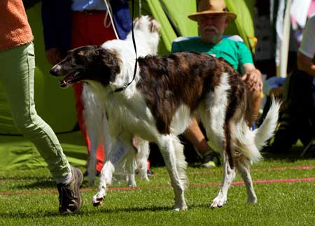 Stepuns Fee-Tascha title=