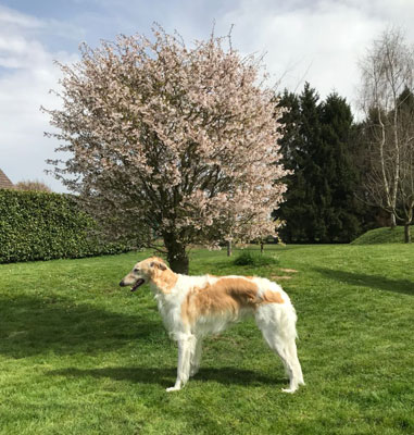 Stepuns Gamina, 2 Jahre alt