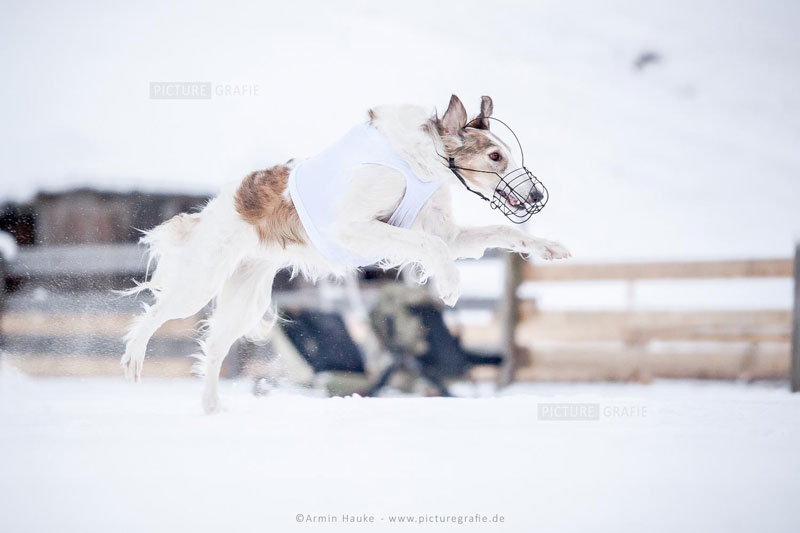 Stepuns Dayka Domnika