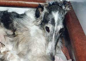 Diana iz Russkogo Polya