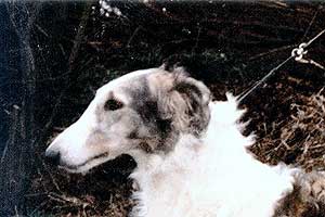 CH Stepun's Nevolina