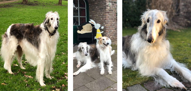 Ardagans Firecracker