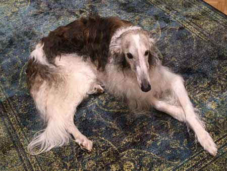 Ardagan's Firecracker