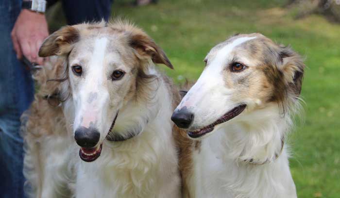 Stepun's Dorosha und Dayka Domnika