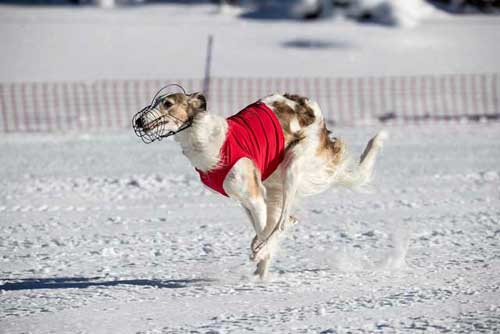 Stepun's Dayka-Domnika