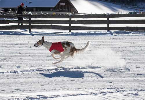 Stepun's Dayka-Domnika