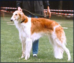 MCH Stepun's Grafinja 