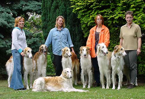 borzoi