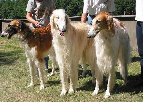 borzoi