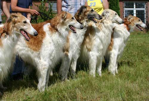 borzoi