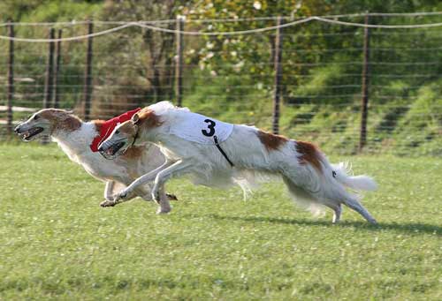 Sewastopol und Scharkow