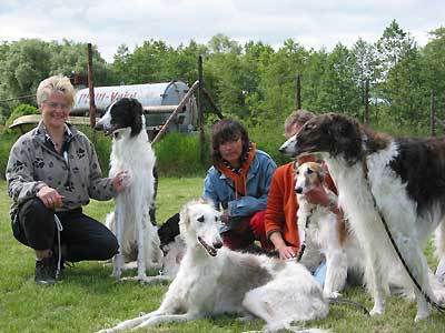 borzoi