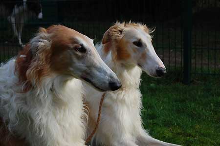 borzoi