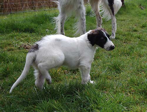 borzoi