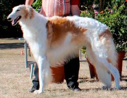 Profilbild des Tiers