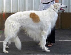 Profilbild des Tiers