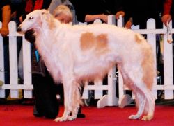 Profilbild des Tiers