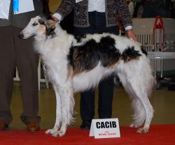 Profilbild des Tiers