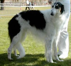 Profilbild des Tiers