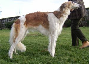 Profilbild des Tiers