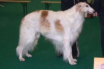 Profilbild des Tiers